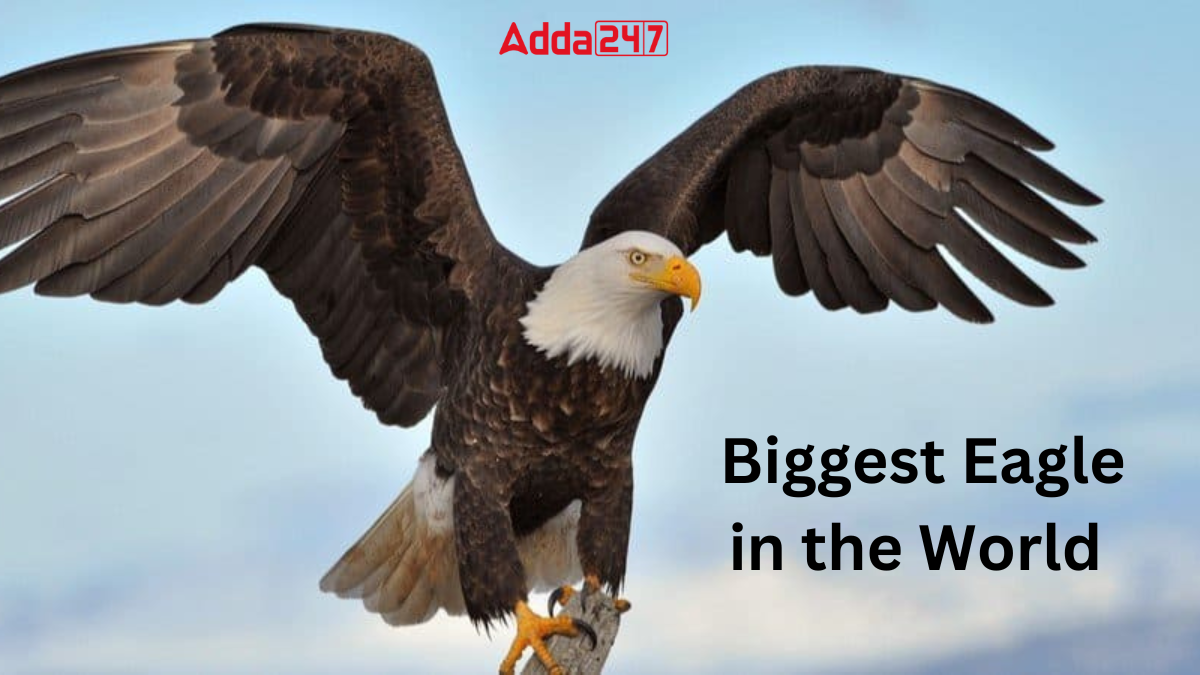 Biggest Eagle in the World