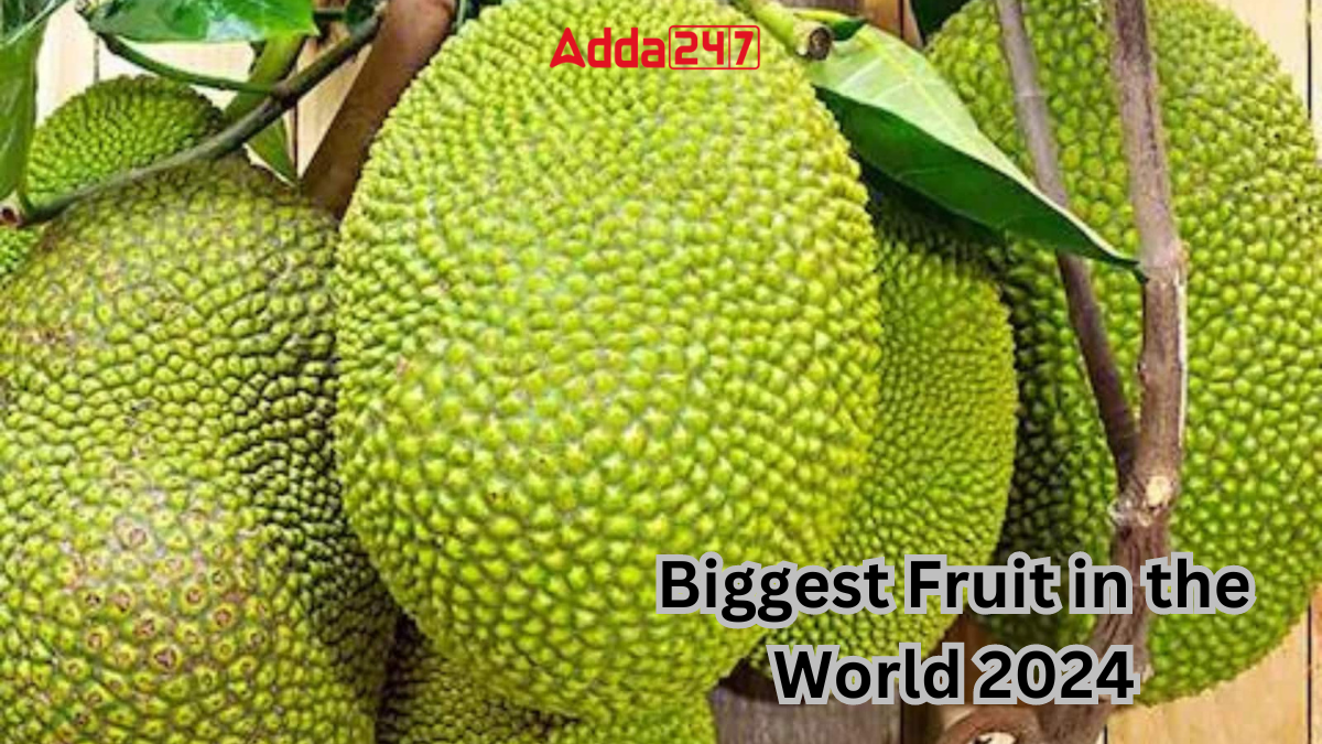 Biggest Fruit in the World 2024