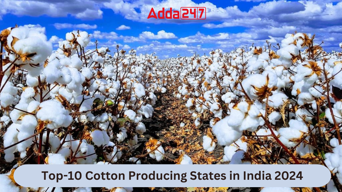 Top 10 Cotton Producing States in India 2024