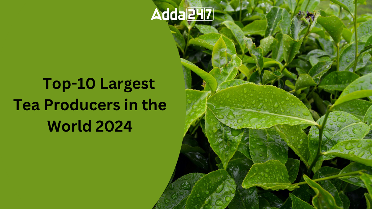 Top 10 Largest Tea Producers in the World 2024