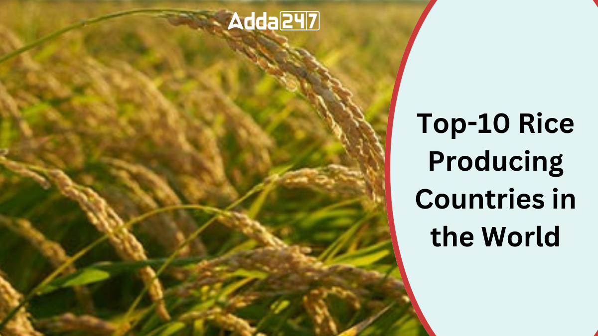 Top 10 Rice Producing Countries in the World